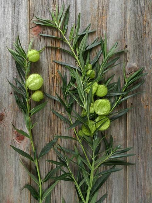 ASCLEPIA PODS GREEN NOVELTY